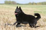 SCHIPPERKE 450